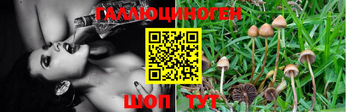Псилоцибиновые грибы Psilocybine cubensis  Ульяновск  Псилоцибиновые грибы мицелий 
